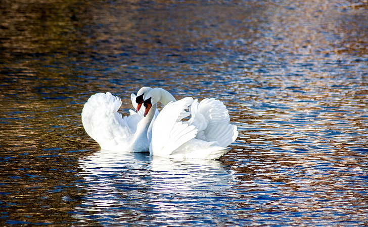Swans Love, two white mute swans, Animals, Birds, Nature, Beautiful
