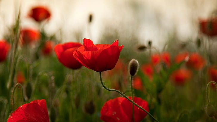 flowers, poppies, red flowers