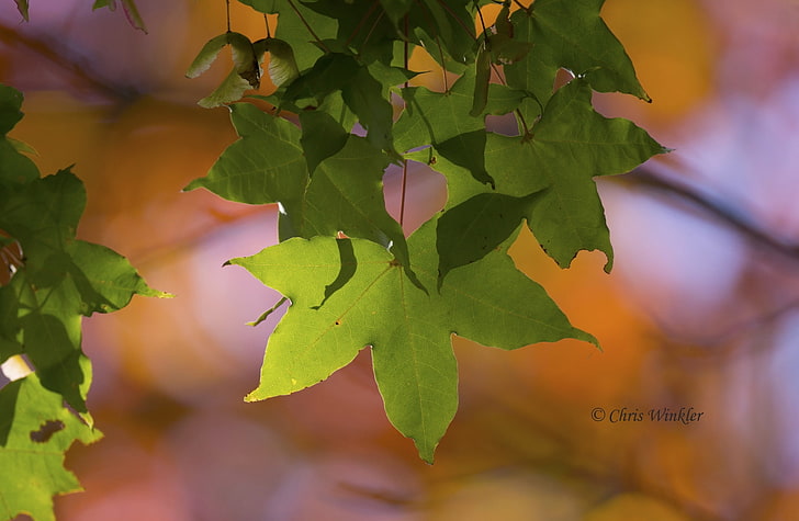 Still Green, Aero, Bokeh, Landscape, Autumn, Leaves, Sony, Japan, HD wallpaper