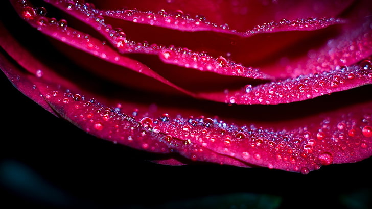 untitled, flowers, macro, water drops, red flowers, petals, beauty in nature
