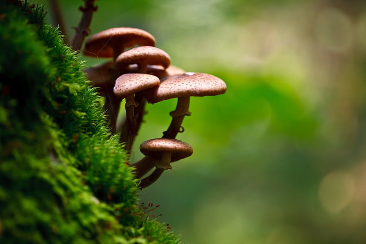 photography, bokeh, mushroom, macro, moss, depth of field, close-up, HD wallpaper