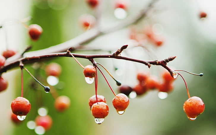 red cherries, twigs, water drops, depth of field, fruit, macro, HD wallpaper