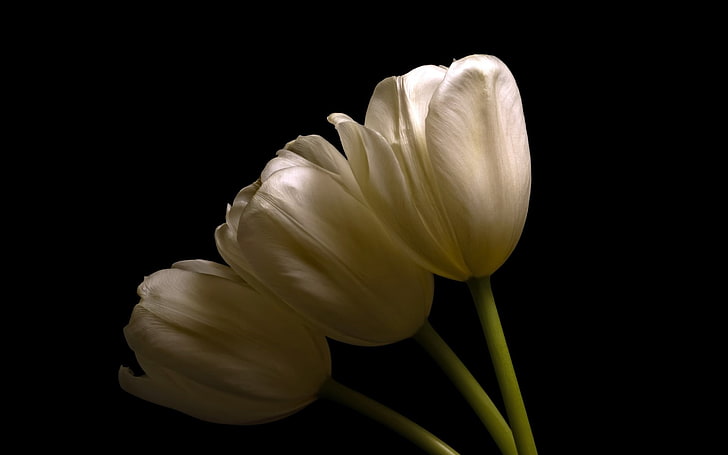 dark, flowers, plants, tulips, flowering plant, fragility, vulnerability, HD wallpaper
