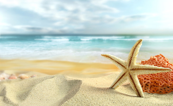 Starfish On The Beach, white star fish, Nature, Summer, sand