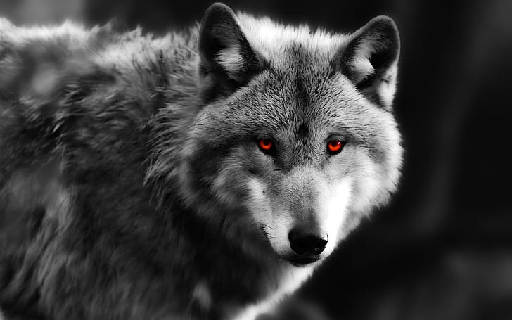 Wolf close-up, red eyes, predator