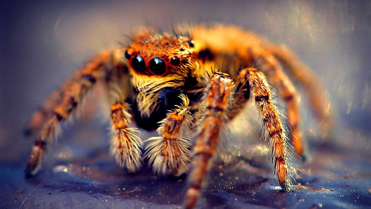 brown tarantula, macro shot photography of brown jumping spider