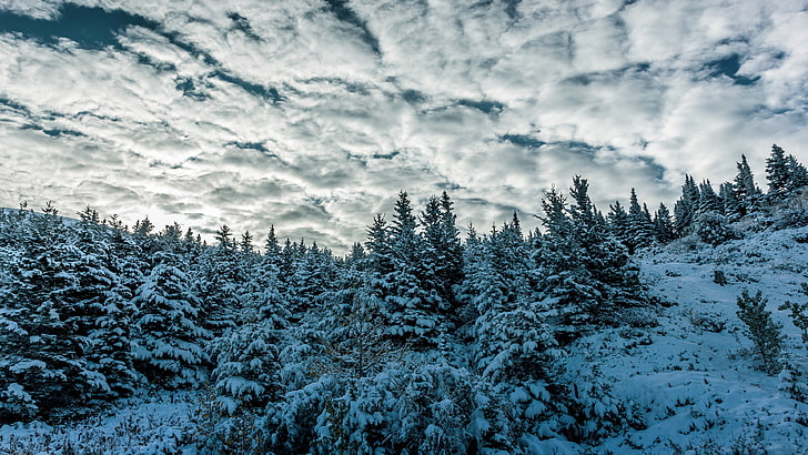 winter, sky, trees, snow, clouds, nature, cold temperature, HD wallpaper