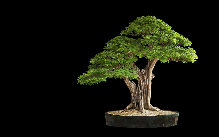 green bonsai tree, leaves, HD wallpaper