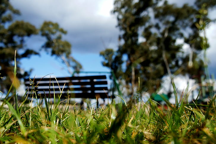 close up photo of green grass and bench at distance, Playground