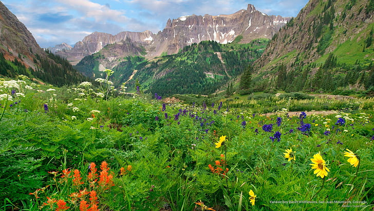 Yankee Boy Basin Wildflowers, San Juan Mountains, Colorado, Spring/Summer, HD wallpaper