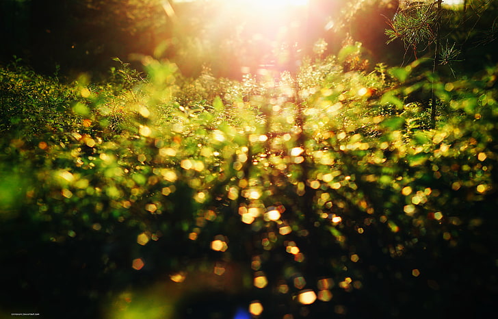 sunset, forest, nature, bokeh, life, depth of field, plant