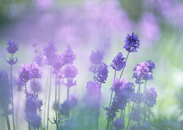 4098x768px | free download | HD wallpaper: purple petaled flowers, blur,  lavender, the color purple, nature | Wallpaper Flare