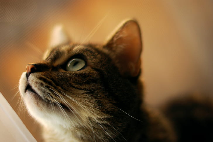closeup photography of gray tabby cat, cat, mouth, cat  cat, cats, HD wallpaper