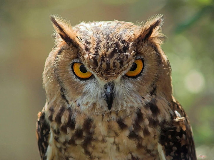 brown owl, face, predator, bird, wildlife, animal, bird of Prey, HD wallpaper