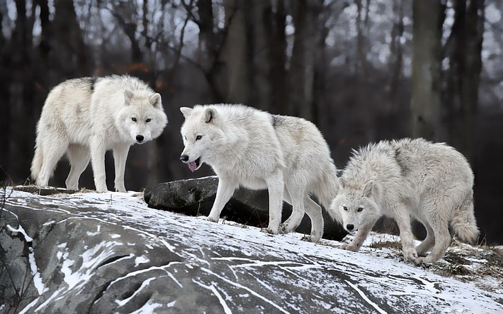 wolf, wildlife, animals, snow, group of animals, animal themes