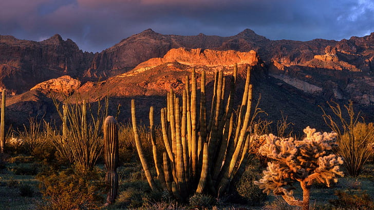 Organ Pipe Cactus National Park In Arizona, mountain, desert, HD wallpaper