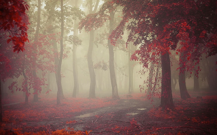 landscape photography of red flowering trees, mist, fall, morning