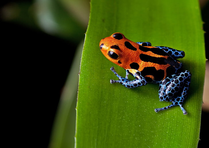 poison dart frog, orange, leaf, top view, Animal, animal wildlife