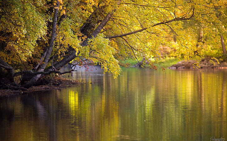 Colourful Water, Seasons, Autumn, Yellow, River, Southern, Golden, HD wallpaper