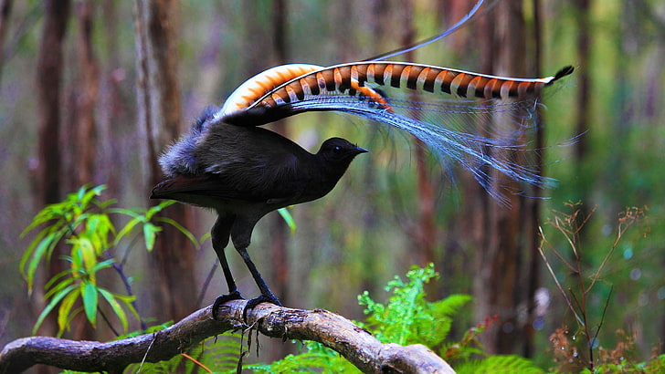 black and orange bird, feathers, Australia, Tasmania, big bird-Lira, HD wallpaper