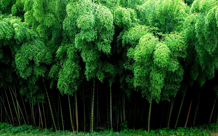 bamboo, nature, plant, tree, green color, growth, land, forest, HD wallpaper