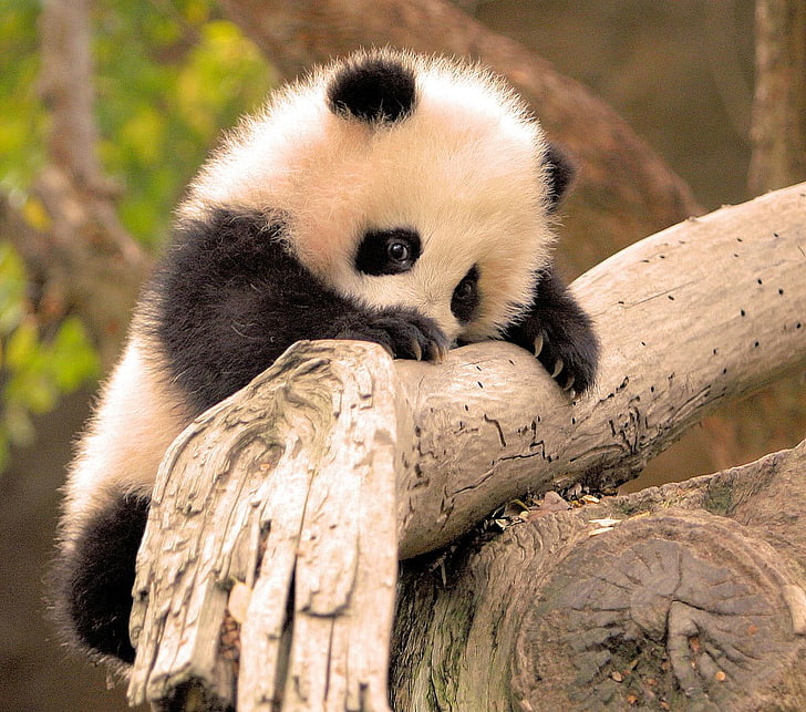 HD wallpaper: white and black panda, animals, baby animals, branch, animal  themes | Wallpaper Flare