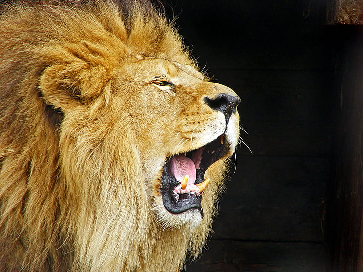 Roaring Lion, Lion  lion, dublin zoo, Animal Planet, panthera leo, HD wallpaper