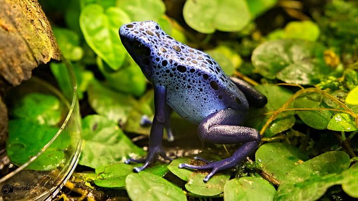 purple toad on green leaf, azureus, azureus, Frosch, Frogs, Amphibia, HD wallpaper