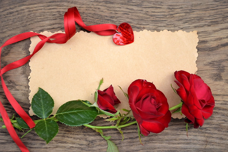 red roses, love, flowers, petals, valentine's day