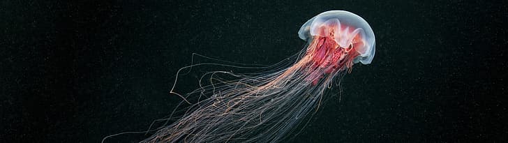 ultrawide, jellyfish, sea life, animals, HD wallpaper