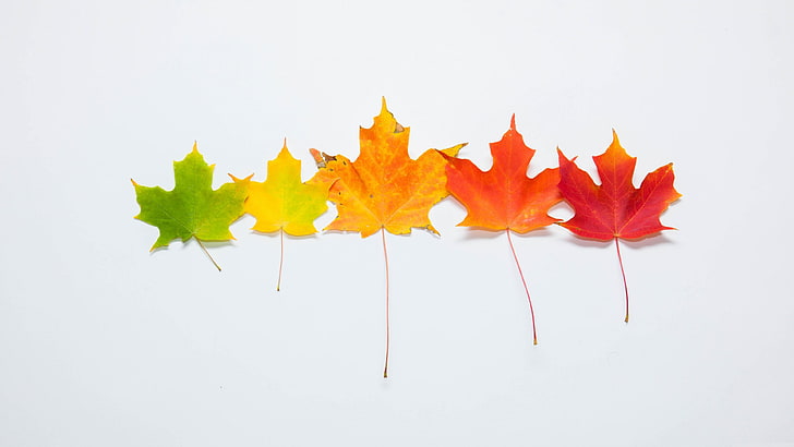 leaf, maple leaf, tree, autumn, life, photograph, passing, change, HD wallpaper