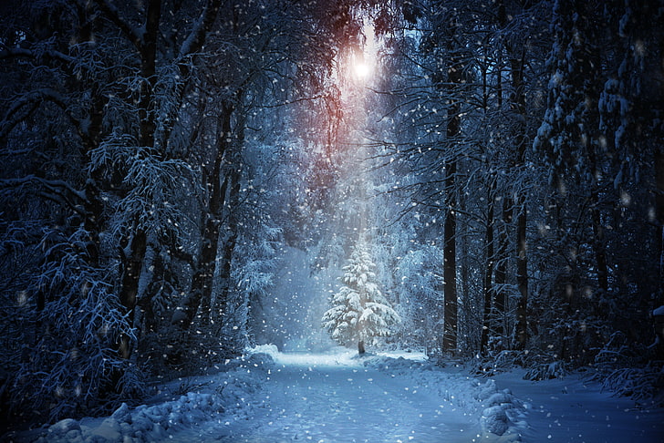 white tree digital wallpaper, winter, road, forest, the sun, snow