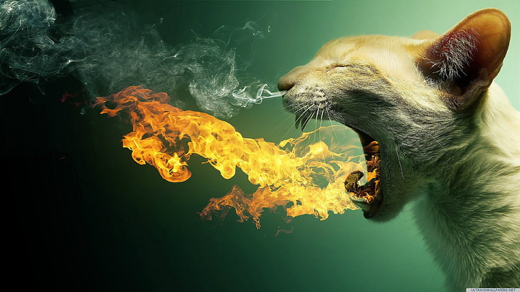 white cat, fire, smoke, animal, pets, domestic Cat, backgrounds