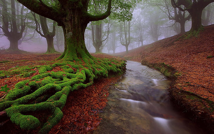 Spain, Basque country, trees, moss, stream, summer, green, red, and brown picture of stream, HD wallpaper