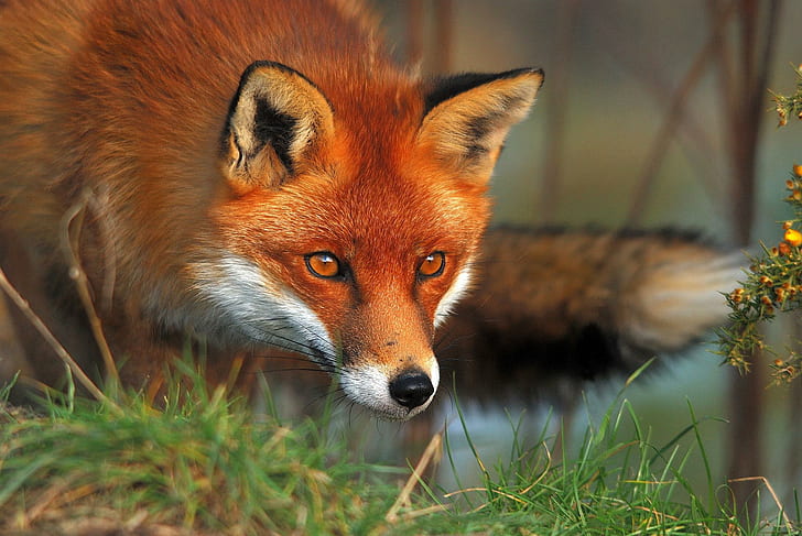 Red Fox * For My Friend Applebloom, prairie, nature, wild, animal, HD wallpaper
