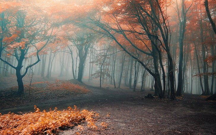 orange trees, black-and-orange trees with fog, fall, forest, nature