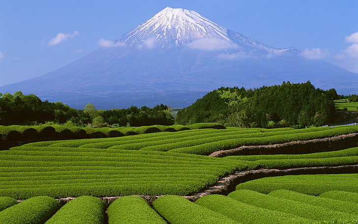 green field with pointed mountain filled with snow, Japan, landscape