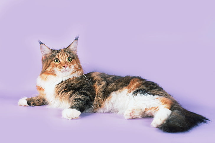 white, black, and brown tortoiseshell cat, lying, spotted, maine coon