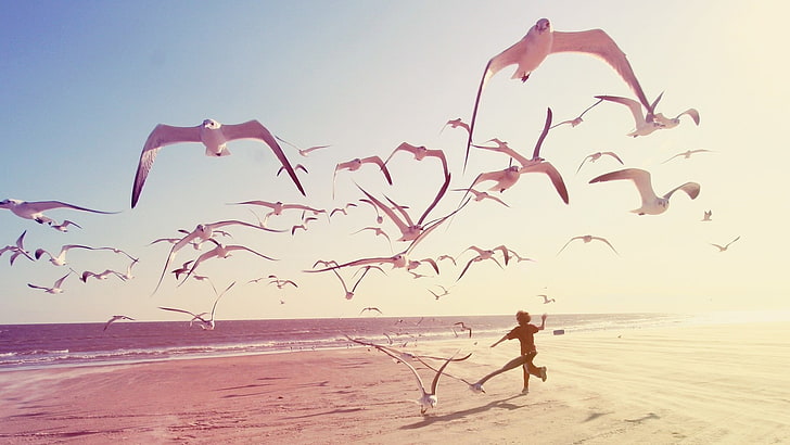 white birds, beach, seagulls, children, photography, water, land, HD wallpaper