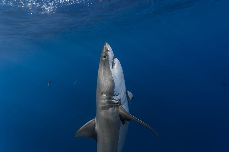 Shark, Sea, Underwater, Fish, Animals, Blue Water, gray and white shark, HD wallpaper