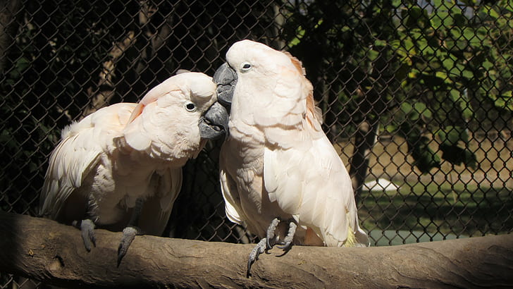 birds, parrot, birdcage, Salmon-crested cockatoo