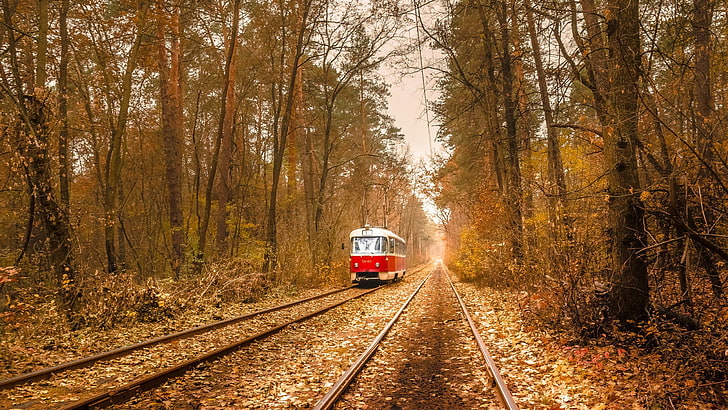 red and white train, nature, trees, leaves, vehicle, tram, railway