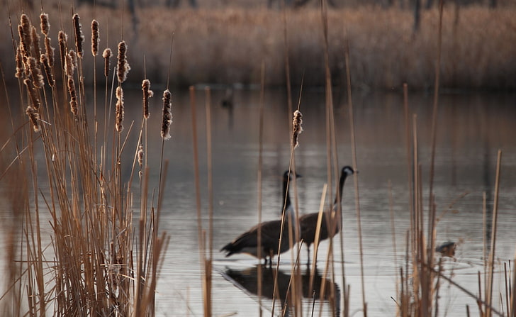 Cattails, two brown ducks, Animals, Birds, Lake, dry, water, plant