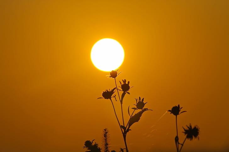 HD wallpaper: silhouette of flowers across sun, Sunrise, morning, nature,  grass | Wallpaper Flare