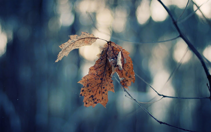 dry maple leaf, macro, nature, leaves, plants, plant part, focus on foreground, HD wallpaper