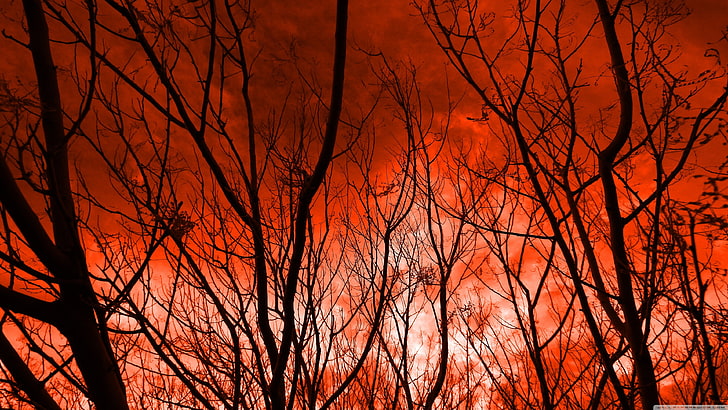leafless trees, nature, sky, red, bare tree, branch, orange color