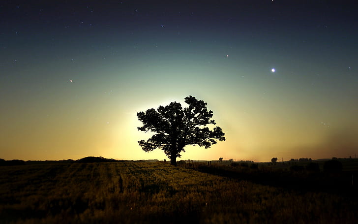 trees, sky, artwork, nature, field, night, long exposure, stars