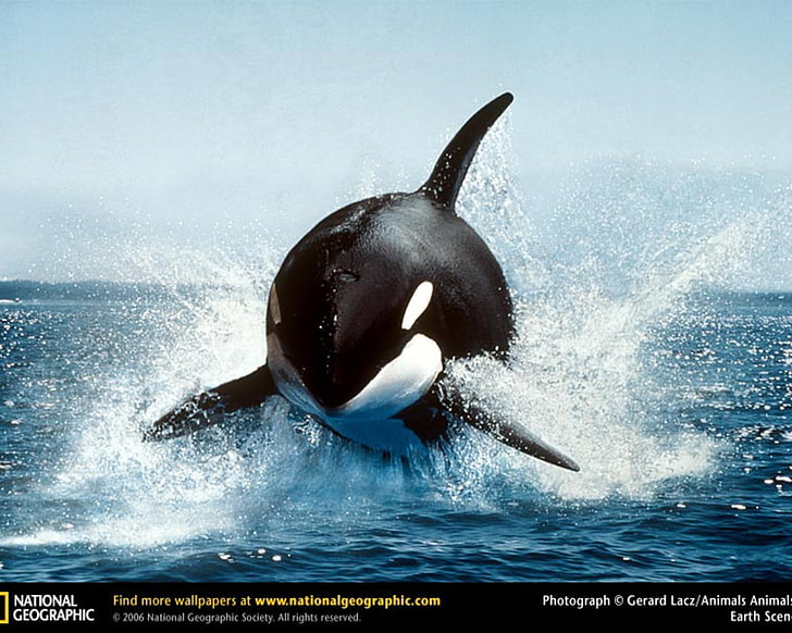 animals, orca, splashes, National Geographic, animal themes, HD wallpaper