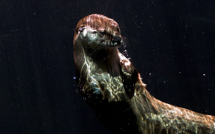 Otter Underwater HD, brown and black animal, animals, HD wallpaper