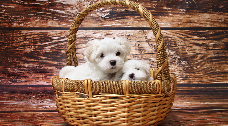 maltese dogs 4k best pic ever, basket, mammal, domestic, pets